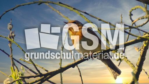 Rotkehlchen (41).jpg